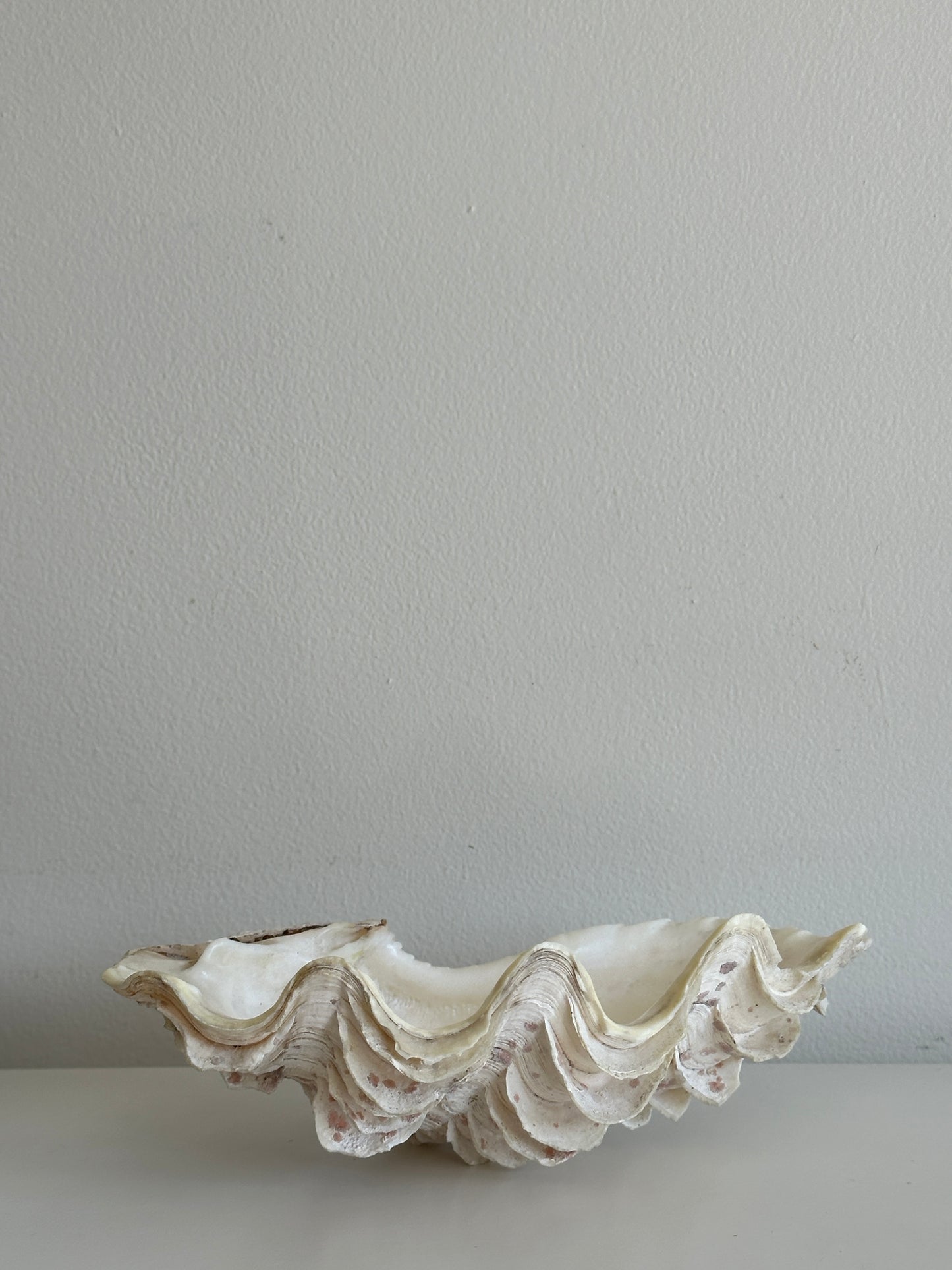 White and Pink Speckled Decorative Clam Shell