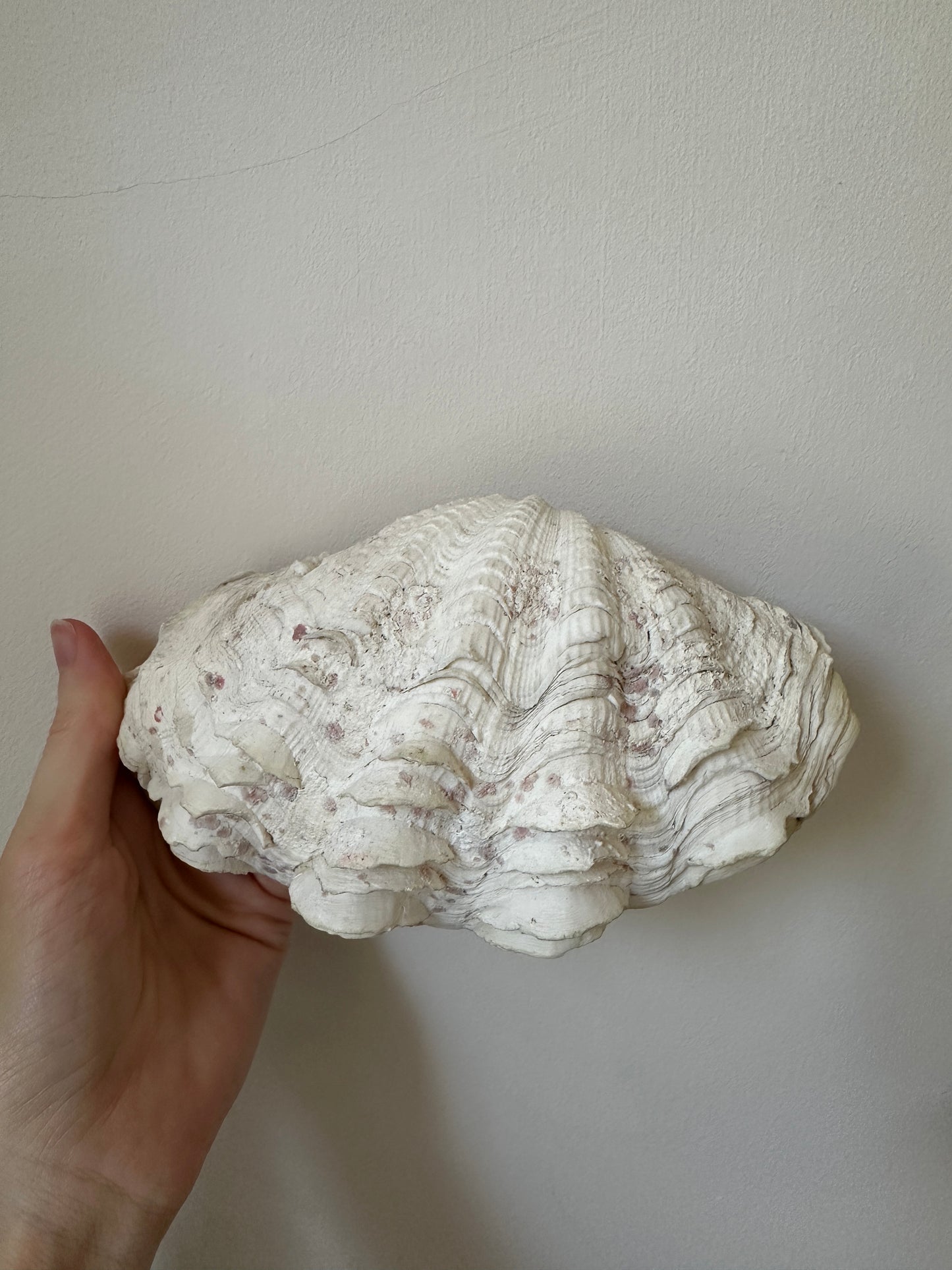 White and Pink Speckled Decorative Clam Shell