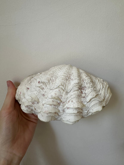 White and Pink Speckled Decorative Clam Shell